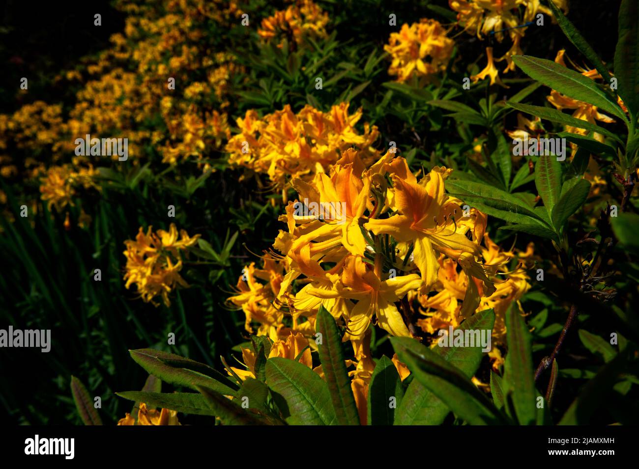 Norfolk Broads How Hill Secret Garden Norfolk England Mai 2022 How Hill Secret Garden at How Hill Vertrauen Sie auf die Norfolk Broads, Norfolk England. Das az Stockfoto