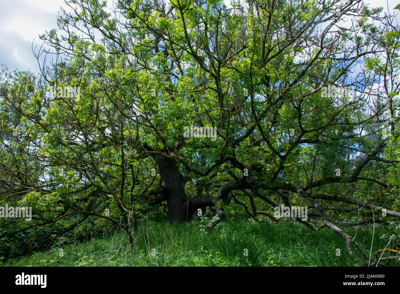 Alter Aschenbaum im Vollblatt Stockfoto