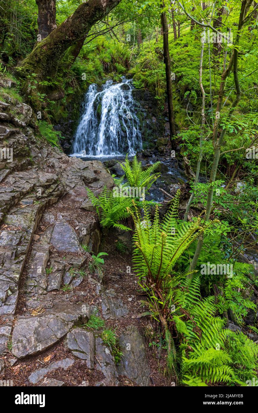 Die Wasserfälle von Tom Gill unterhalb von Tarn Hows, Lake District, England Stockfoto