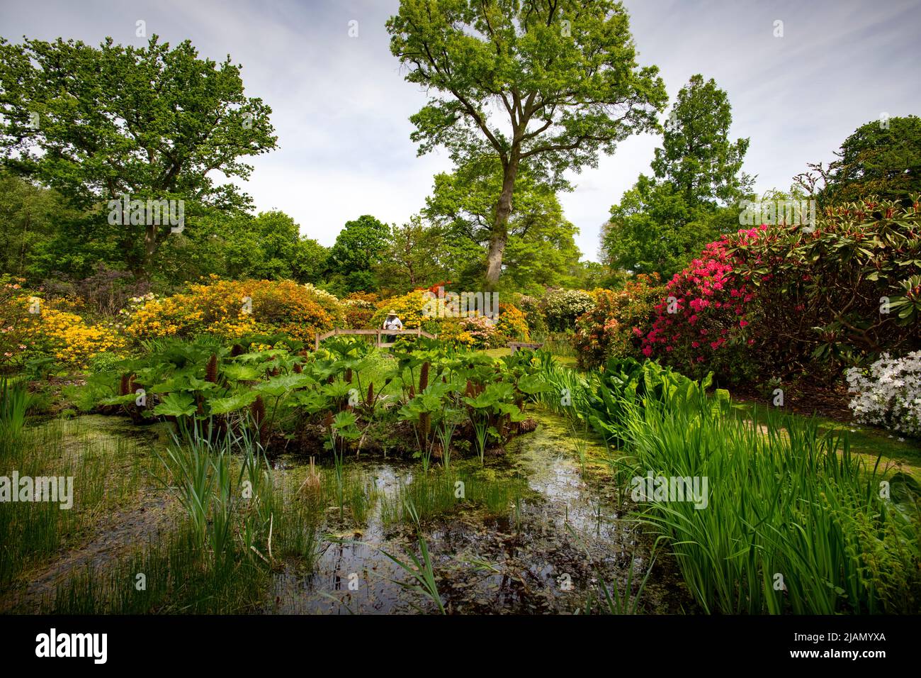 Norfolk Broads How Hill Secret Garden Norfolk England May 2022 Teich am Eingang, der mit dem riesigen Rhabarber Guuera Manicata und Skunk Cabbage Lysichito bepflanzt ist Stockfoto