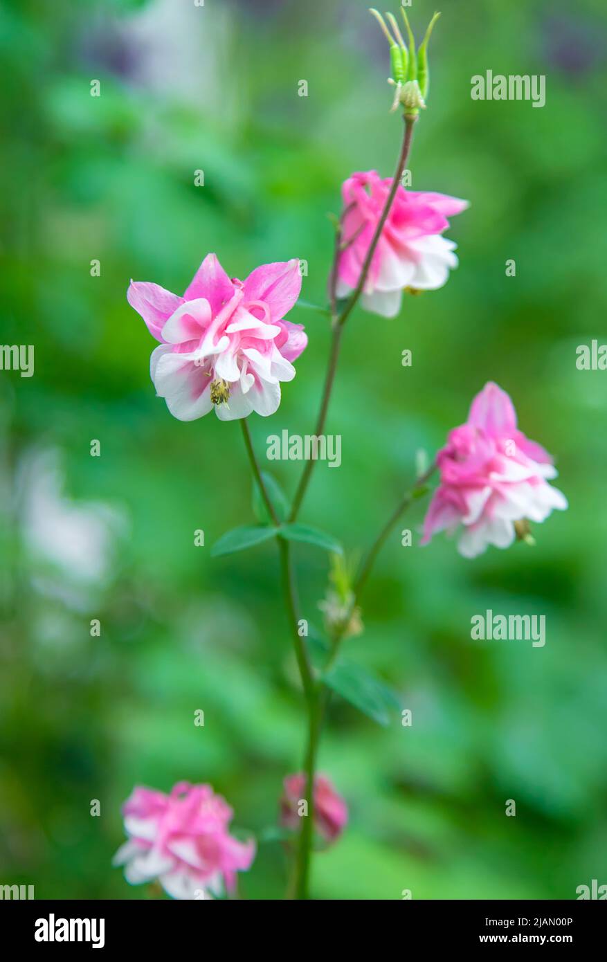 Aquilegia blüht im Garten. Selektiver Fokus. Stockfoto