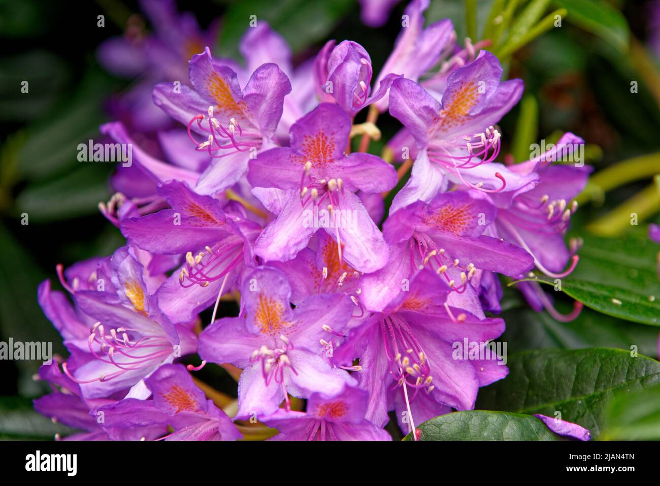 Azalea japonica blüht in einem Garten. Cerise Rosa Azaleen Blumen Stockfoto