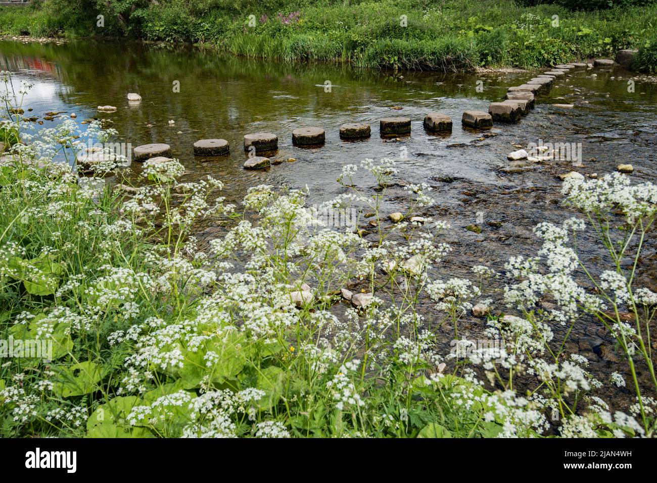 Trittsteine, die auf dem Fluss Aire in Gargrave, North Yorkshire, während eines trockeneren Zaubers gut frei von ruhigem Wasser sind Stockfoto