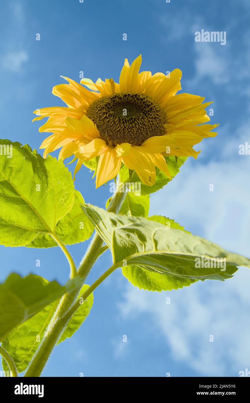 Ansicht Einer Sonnenblume, Helianthus annuus, von unten gegen Einen blauen Himmel, Christchurch UK Stockfoto