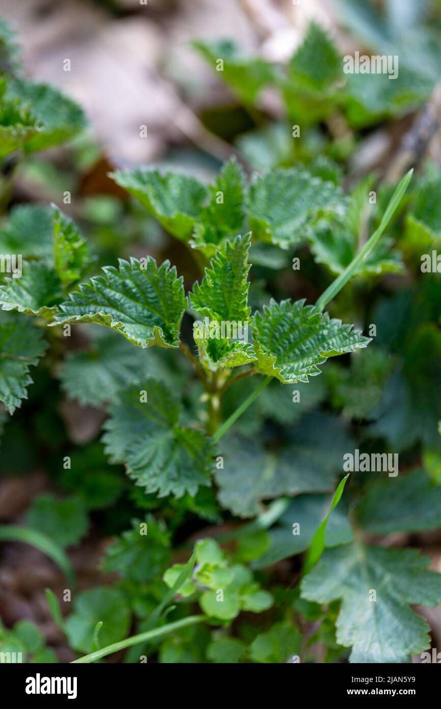 Erste Brennnesseltriebe im Frühlingswald. Selektiver Fokus. Vertikales Foto Stockfoto