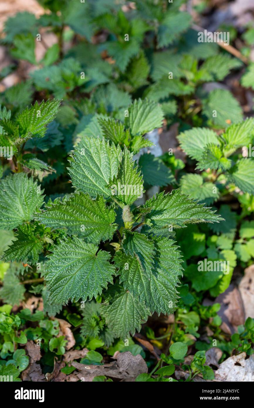 Erste Triebe von Brennnessel (Urtica dioica) im Frühlingswald. Vertikales Foto Stockfoto