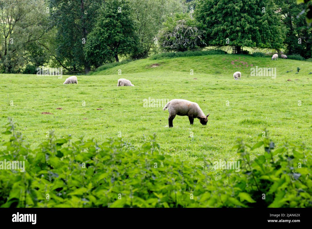 Schafe auf dem Feld - Chipping Campden, Gloucestershire, England, Vereinigtes Königreich Stockfoto
