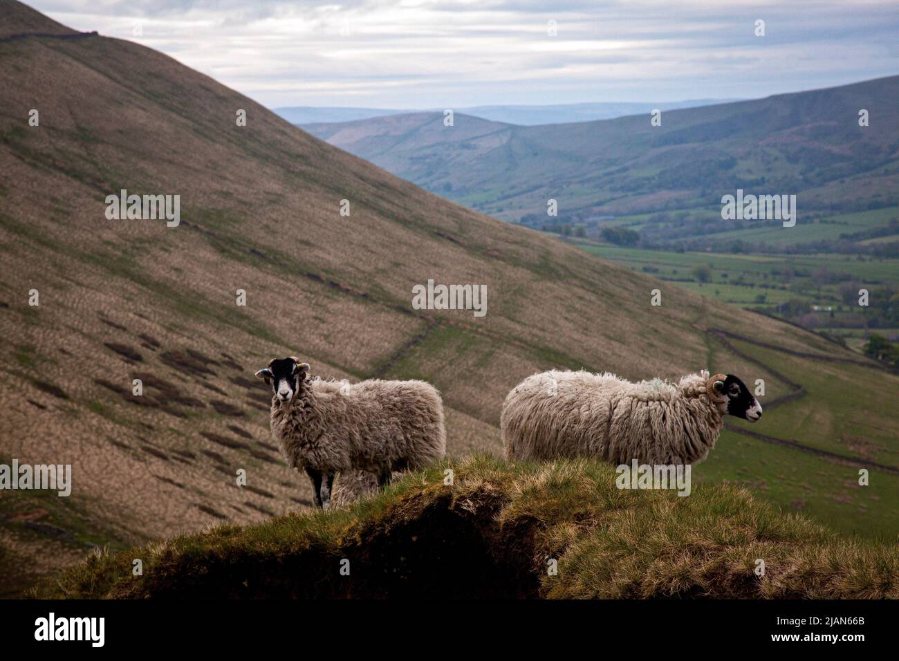 Zwei Schafe vor Sonnenaufgang auf dem Kinder Scout, mit Blick auf Mam Tor und Edale in Derbyshire, Großbritannien Stockfoto
