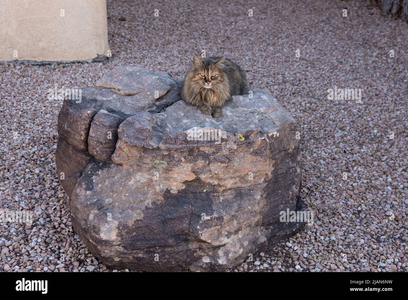 Eine langhaarige Katze liegt ruhig auf einem großen Felsen in Santa Fe, New Mexico, USA. Stockfoto