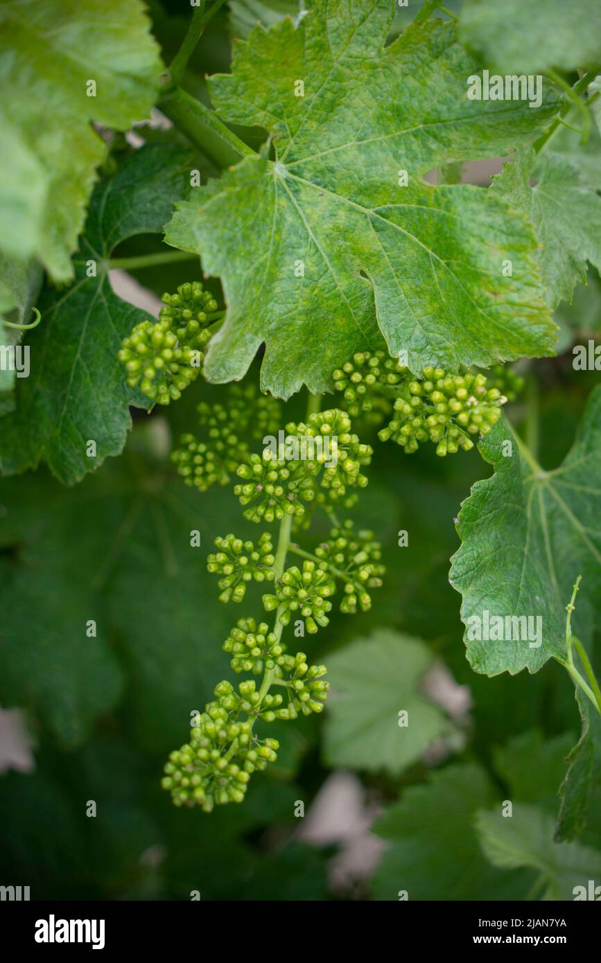 Nahaufnahme von jungen Weintrauben, die auf einem Weinberg wachsen Stockfoto