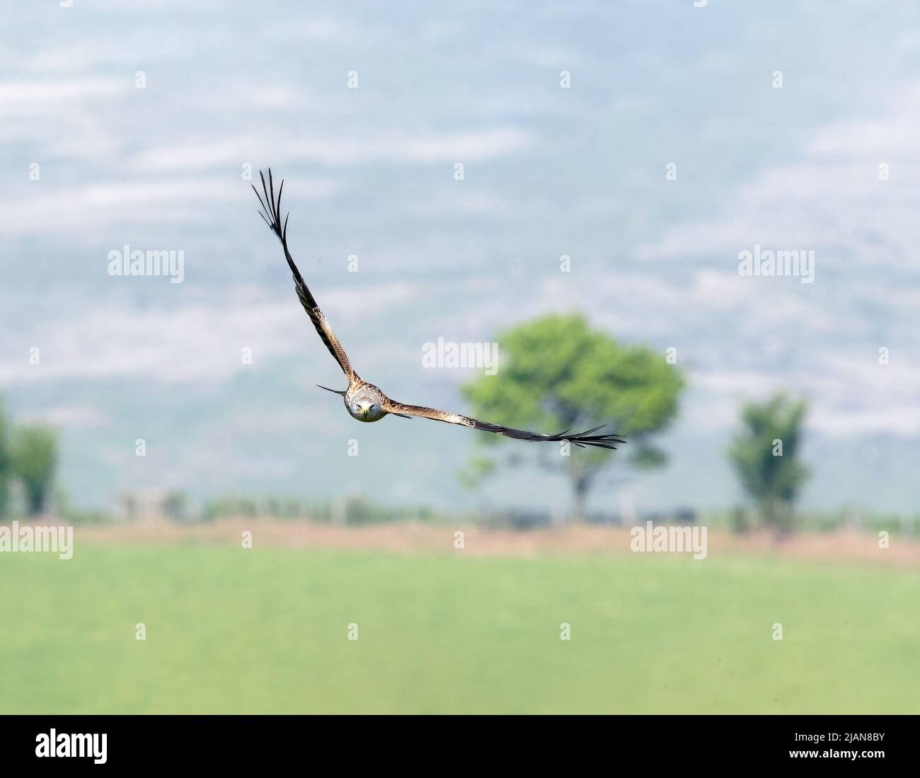 Red Kite Flying Low über ein Feld mit Hügeln im Hintergrund Stockfoto