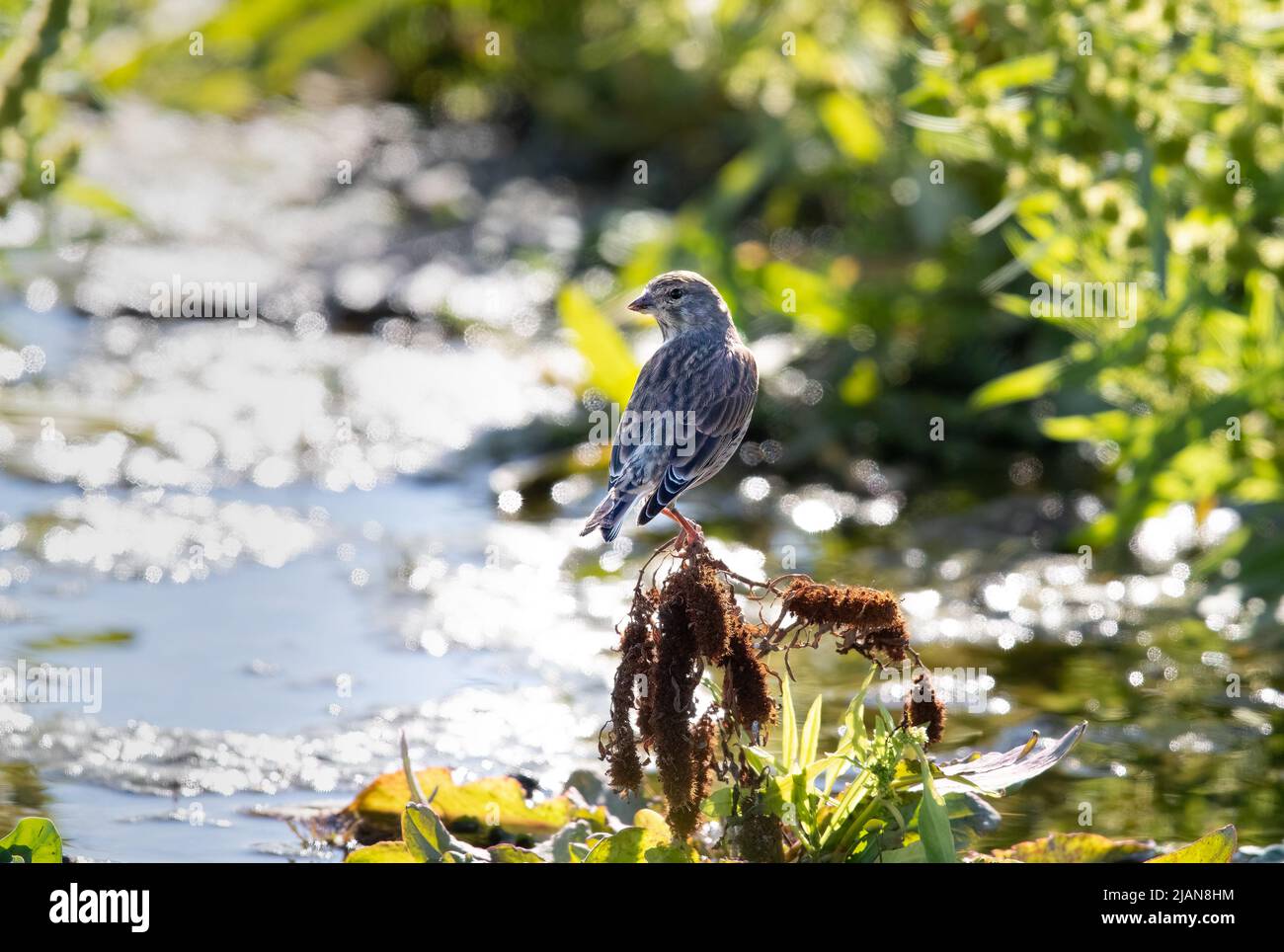 Ein gewöhnlicher Linnet (Linaria cannabina), der auf einer Vegetation neben einem See thront. Helle Reflexionen und starke Kontraste. Das Bild wurde in die Sonne aufgenommen. Stockfoto