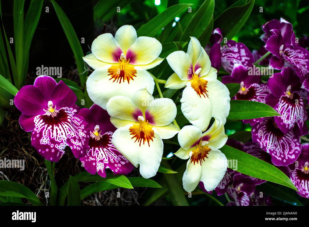 Schöne Miltoniopsis hybride Orchideenblüten, Orchidacecae, New York, NY, USA Stockfoto