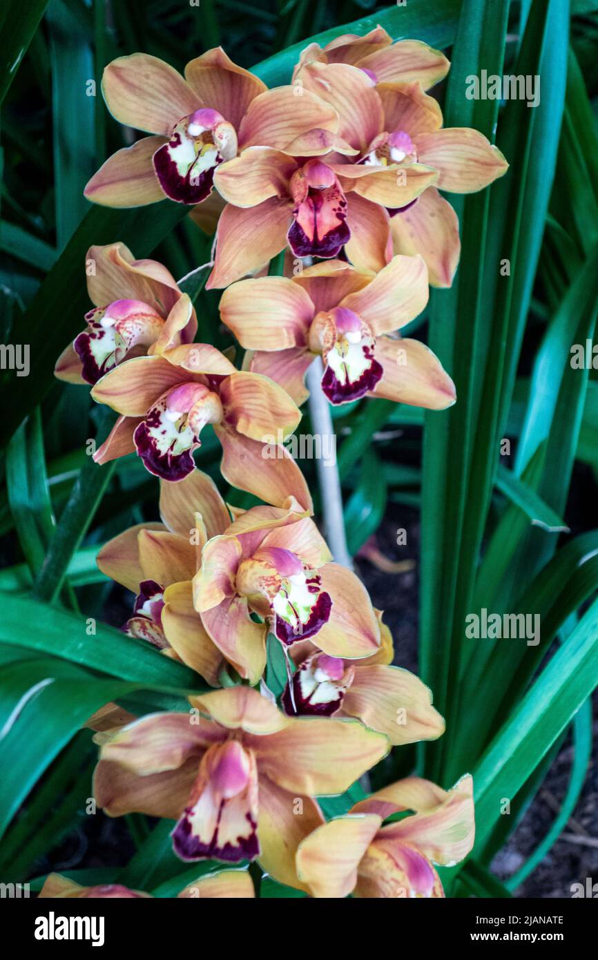 Schöne Orchideenblüten, Orchidacecae, New York, NY, USA Stockfoto