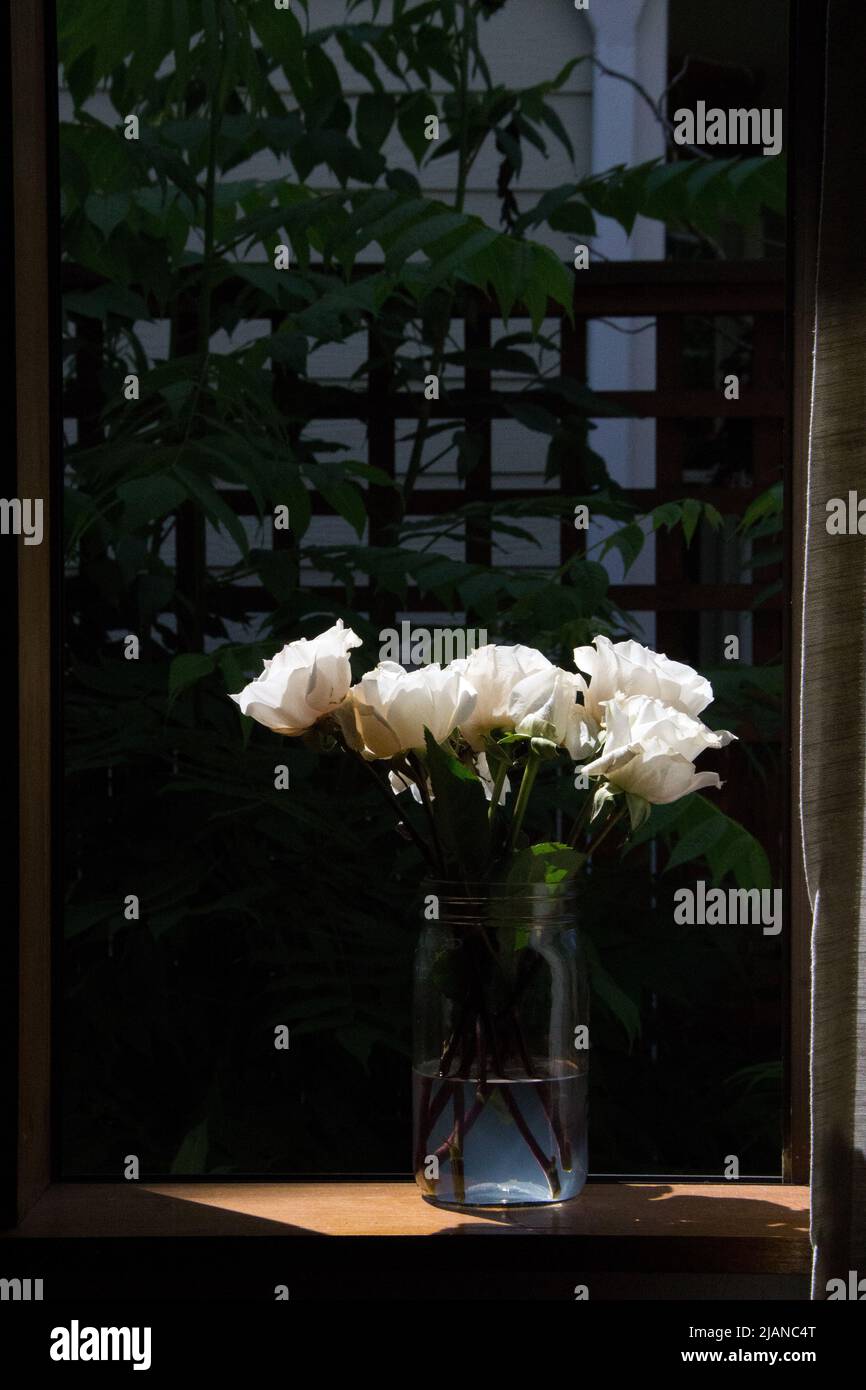 Rosen auf der Fensterbank Stockfoto