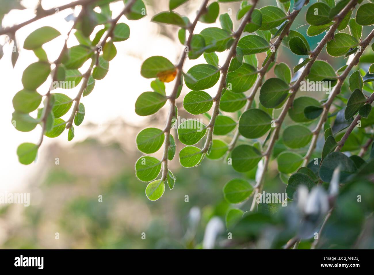 Natur des grünen Blattes im Garten im Sommer. Natürliches Grün Blätter Pflanzen Hintergrund, Deckblatt Umwelt Ökologie oder Grün Tapete Stockfoto