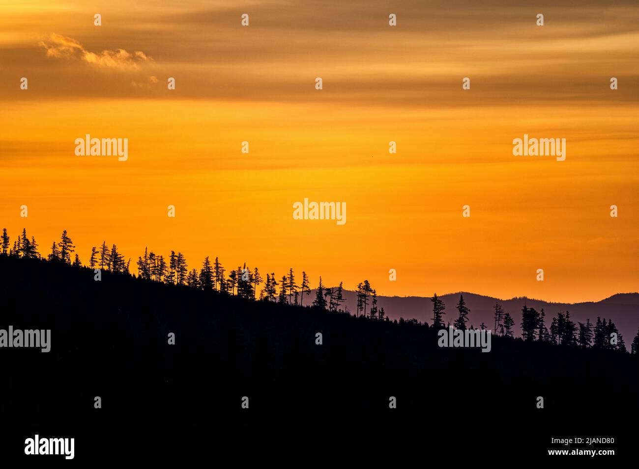 Bäume Silhouetten in den Bergen gegen den Sonnenaufgang. Die Tatra, Slowakei. Stockfoto