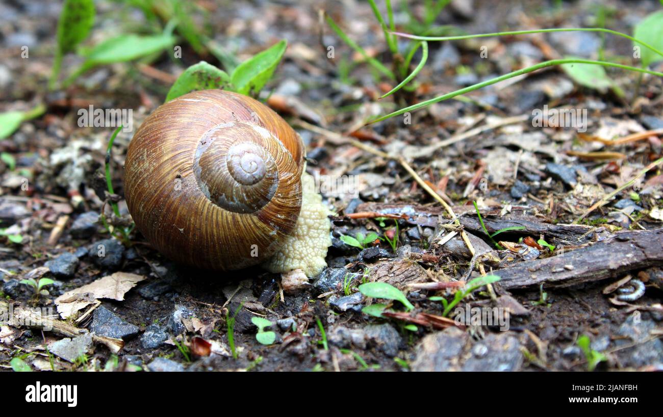 Rückgezogene Schnecke (Gastropoda), Weinbergschnecke (Helix pomatia) mit Haus, Gehäuse oder Schale auf Waldboden, Bayern, Deutschland. Stockfoto