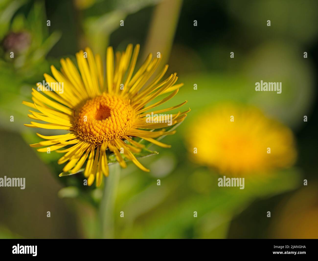 Blühendes Elektampan, Inula helenium, Nahaufnahme Stockfoto