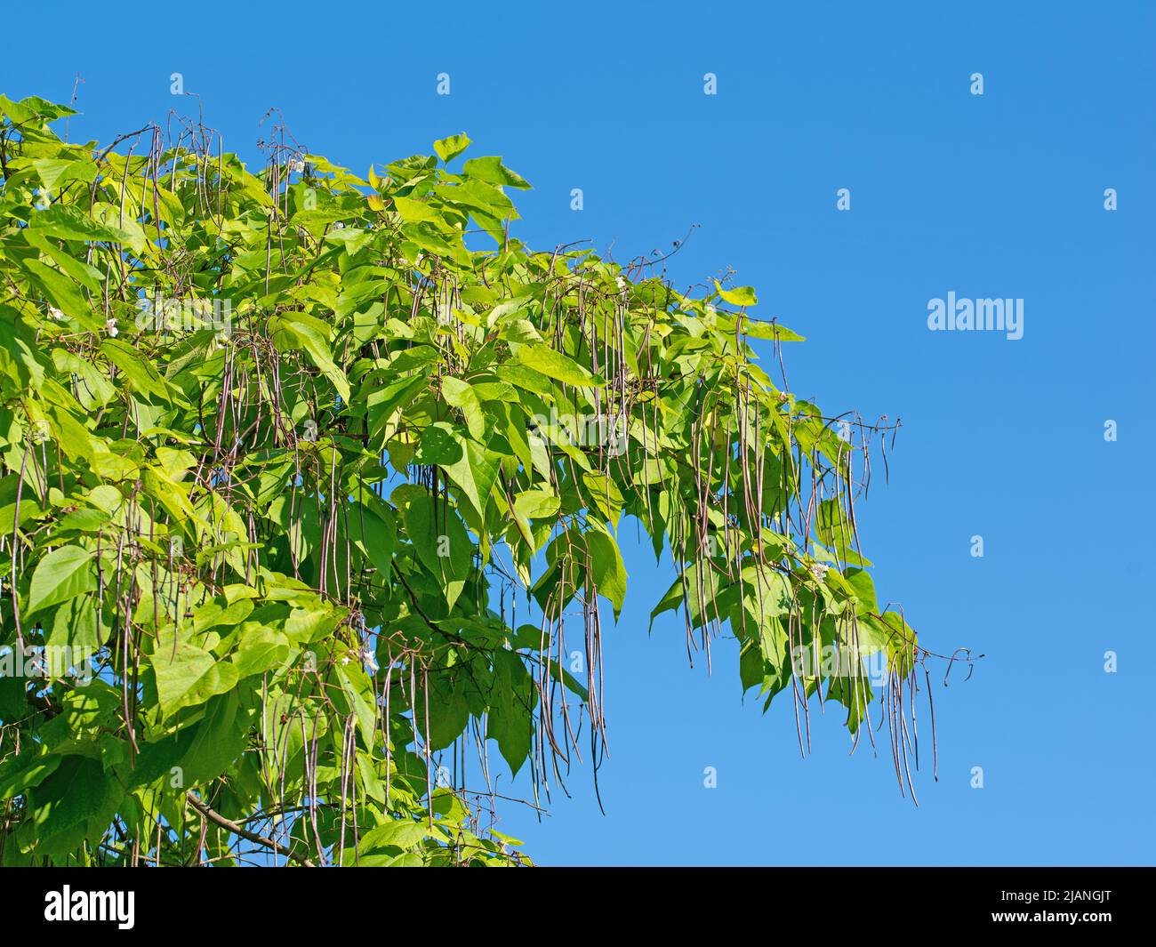 Trompetenbaum, Catalpa, mit Früchten Stockfoto