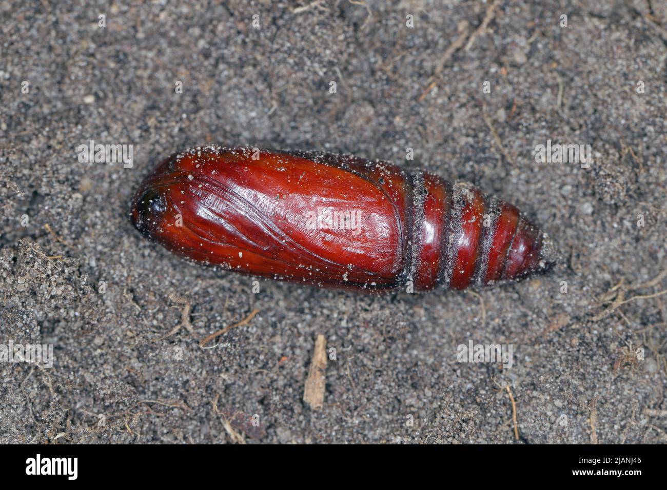 Puppenmotte aus der Familie der Eulentfalter Noctuidae. Raupen dieser Art sind von den meisten Schädlingen Stockfoto