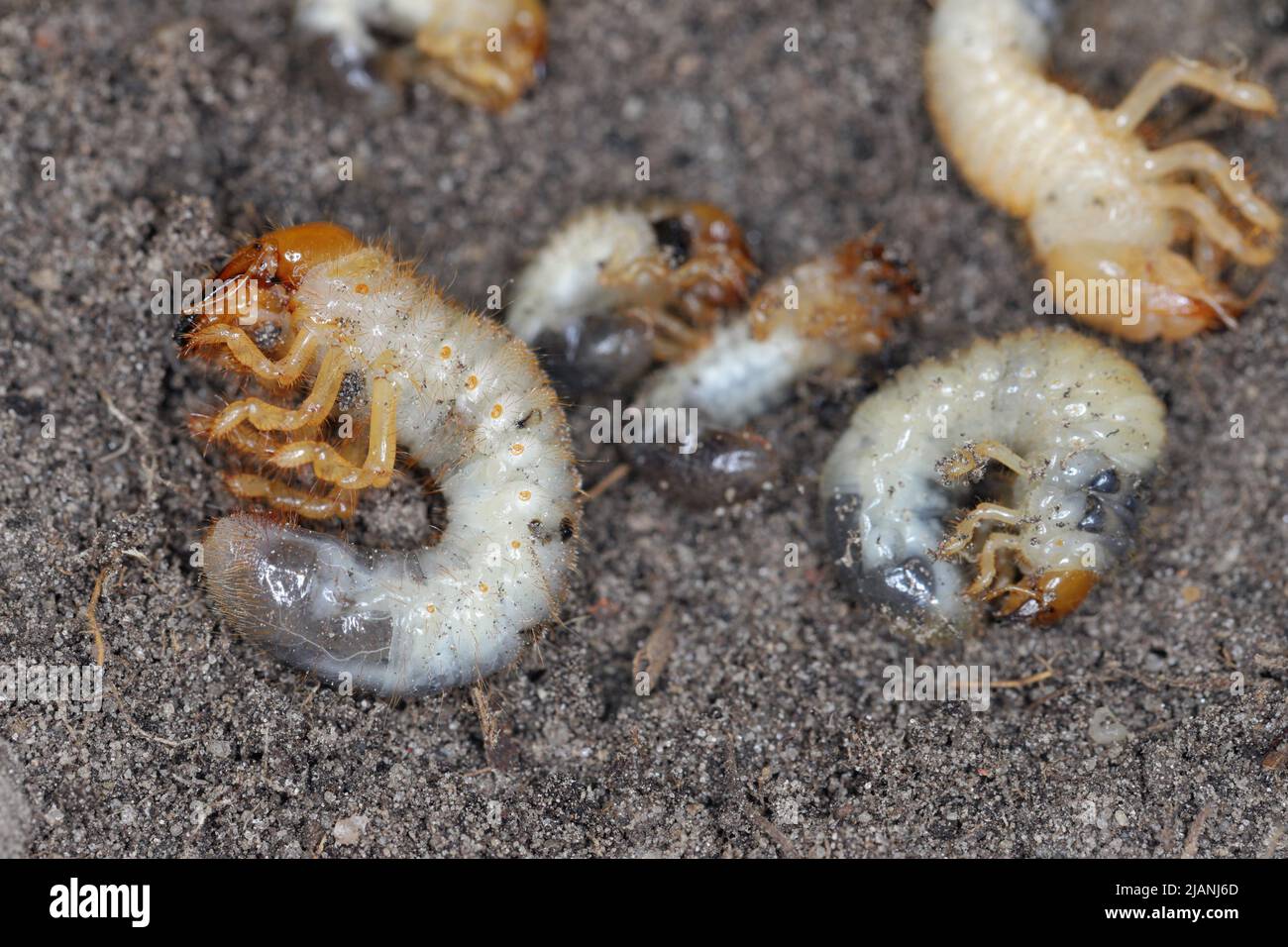 Die Larven des Maikäfers gewöhnlicher Schabe oder Maibug (Melolontha melolontha). Maden sind wichtige Schädlinge von Pflanzen. Stockfoto