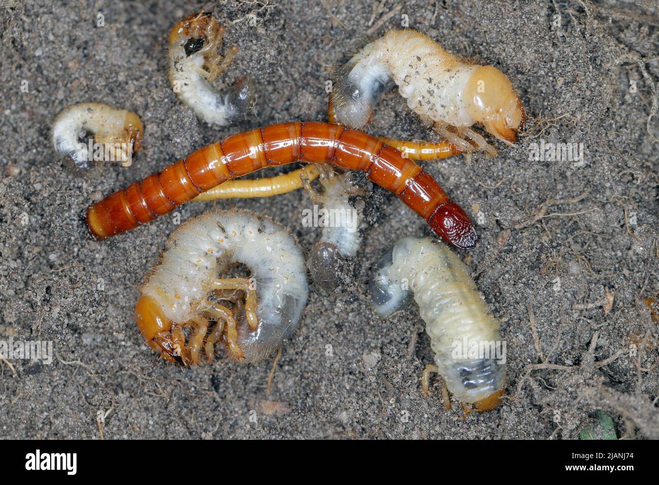 Drahtwürmer und Maden - häufige Schädlinge verschiedener Pflanzen, die Wurzeln im Boden fressen. Stockfoto