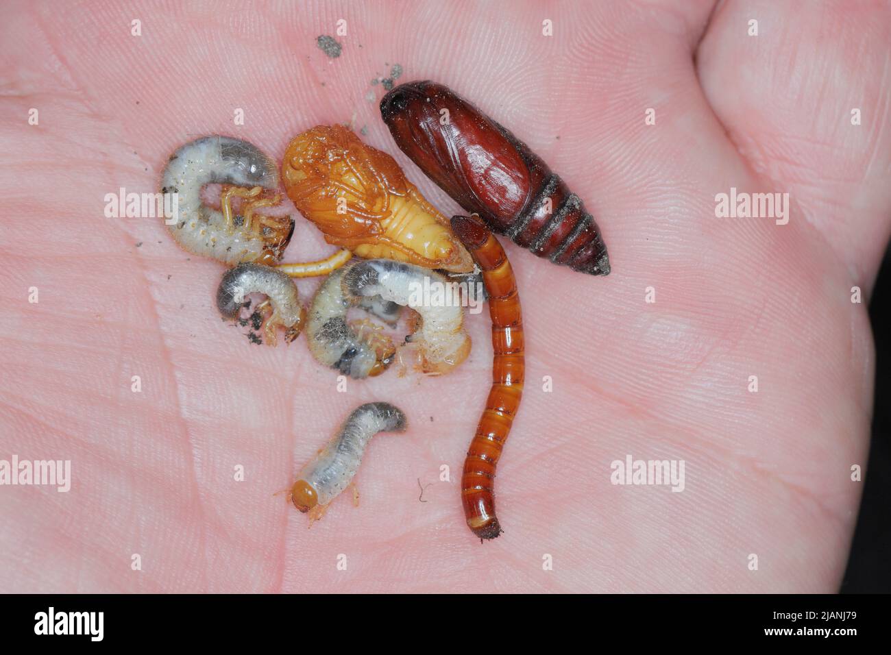 Drahtwürmer und Maden - häufige Schädlinge verschiedener Pflanzen, die Wurzeln im Boden fressen. Stockfoto