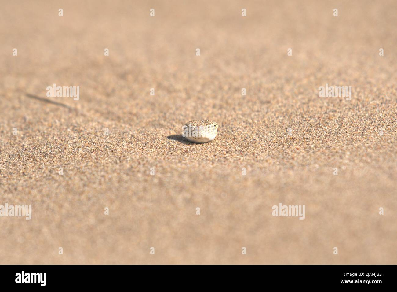 Krötenkopf-Agama Stockfoto