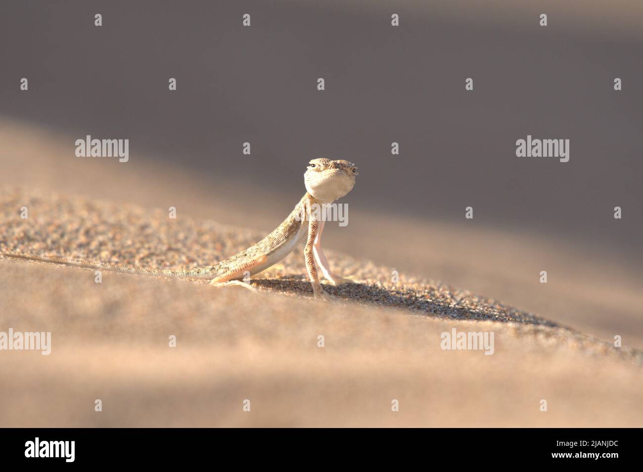 Krötenkopf-Agama Stockfoto