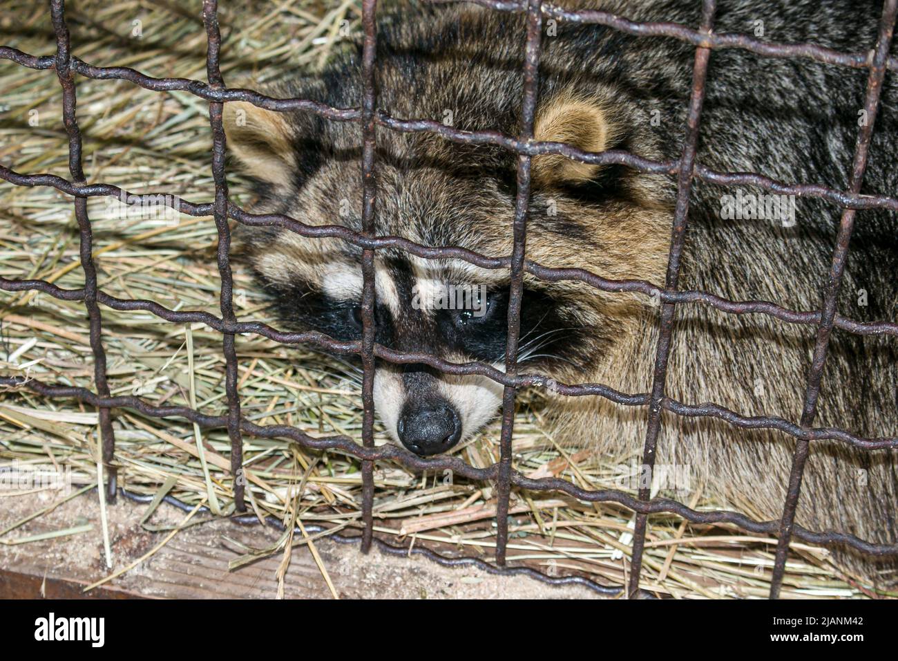 Flauschige Waschbär weint in einem Käfig. Die Haltung wilder Tiere in Gefangenschaft ist nicht erlaubt. Schutz der Tierwelt. Stockfoto