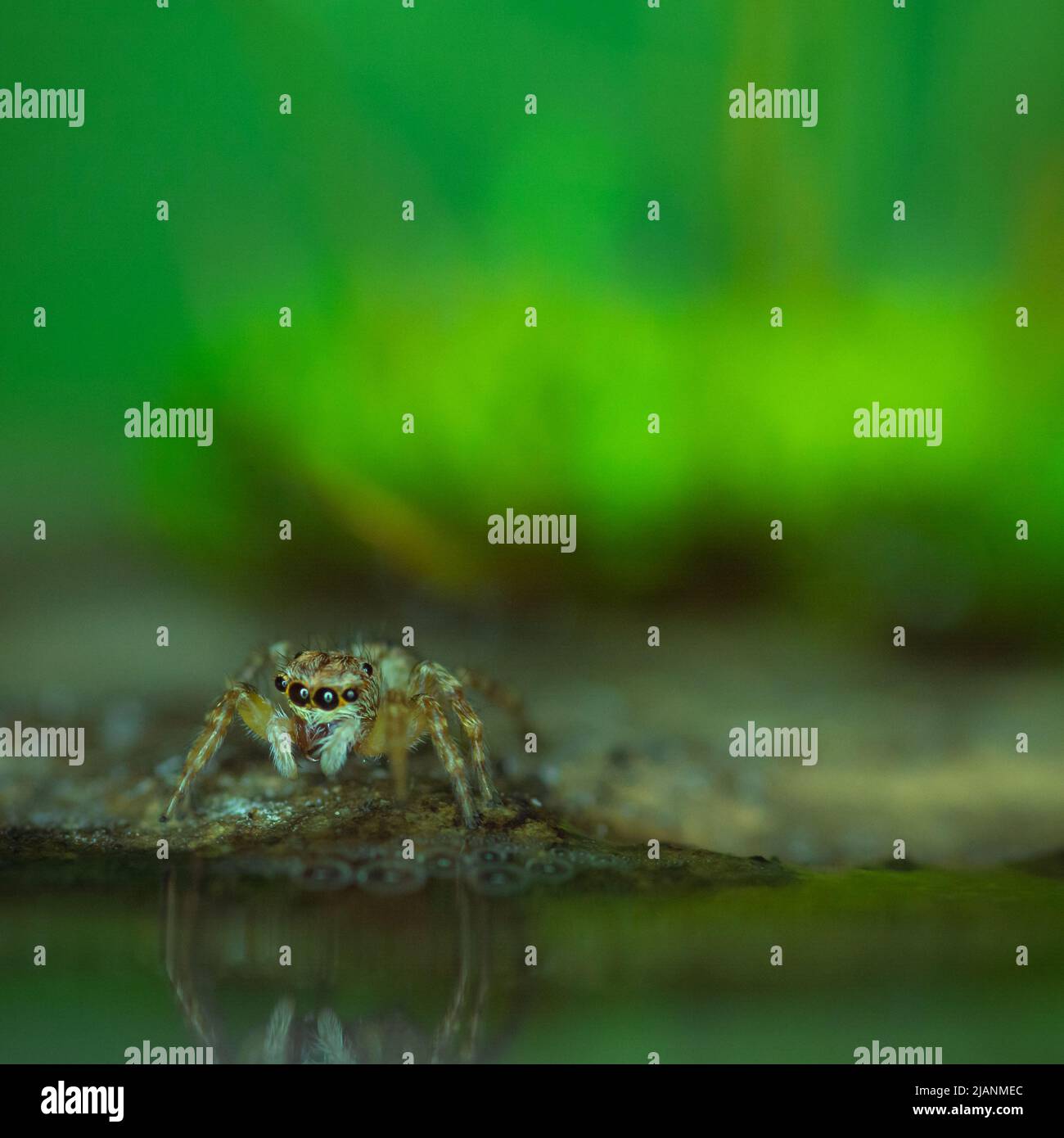 Springende Spinne in der Nähe des Wassers Stockfoto