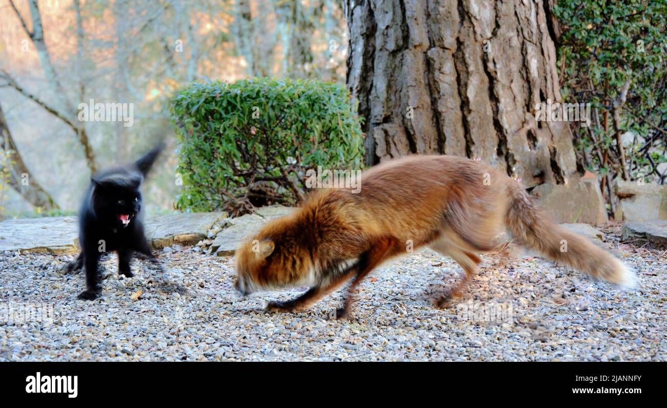 Hauskatze kämpft mit Wildfuchs Stockfoto