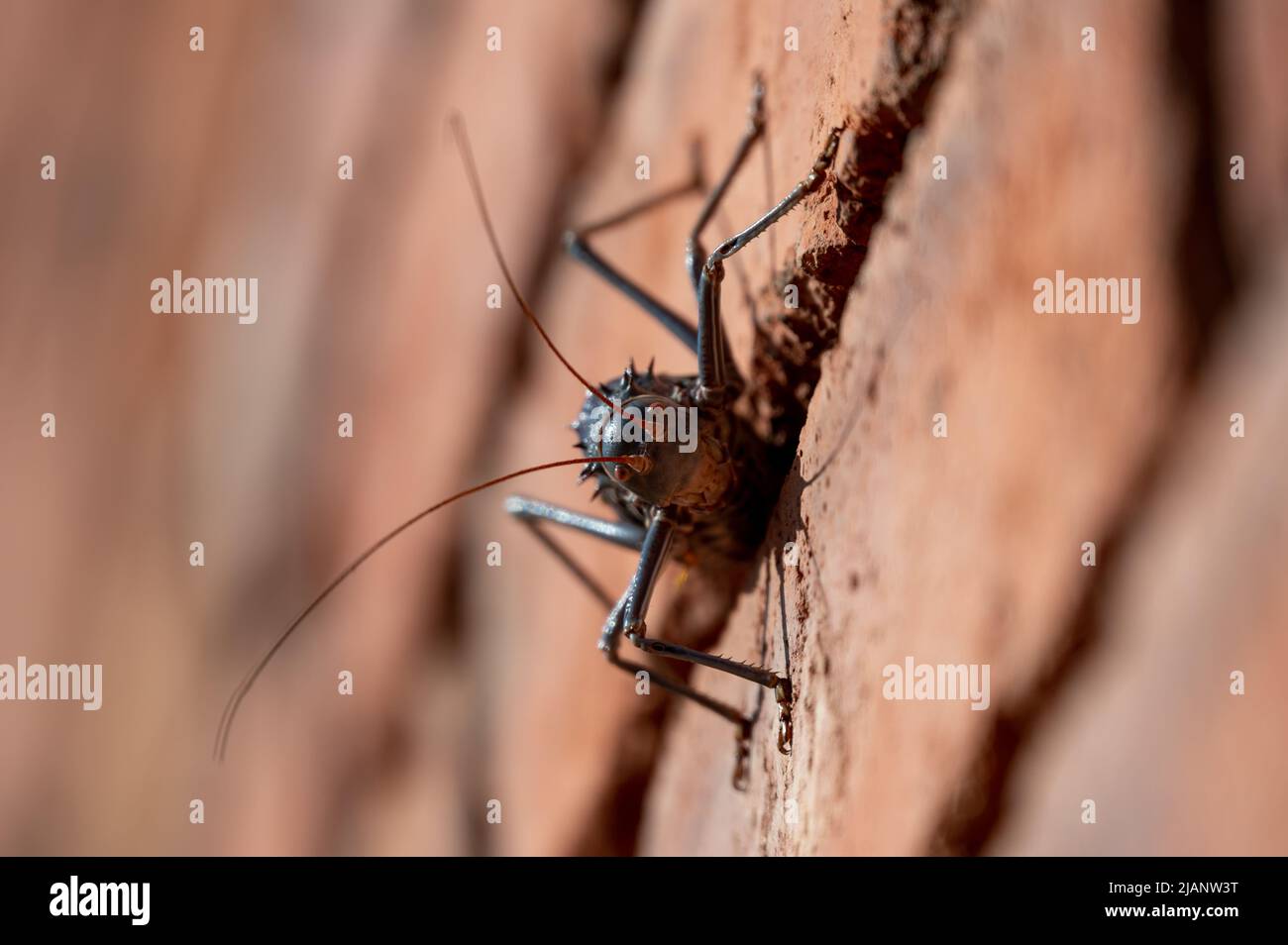Nahaufnahme des Acanthoplus discoidalis Cricket auf einer Ziegelwand Stockfoto