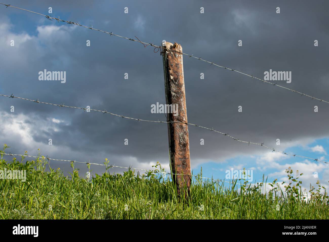 Dorn Gartenzaun schützt Felder vor Gefahren Stockfoto