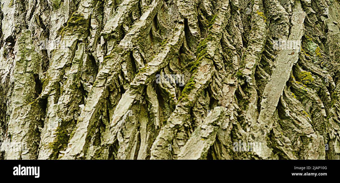 Textur der alten Pappelrinde.natürlicher Holzhintergrund Stockfoto