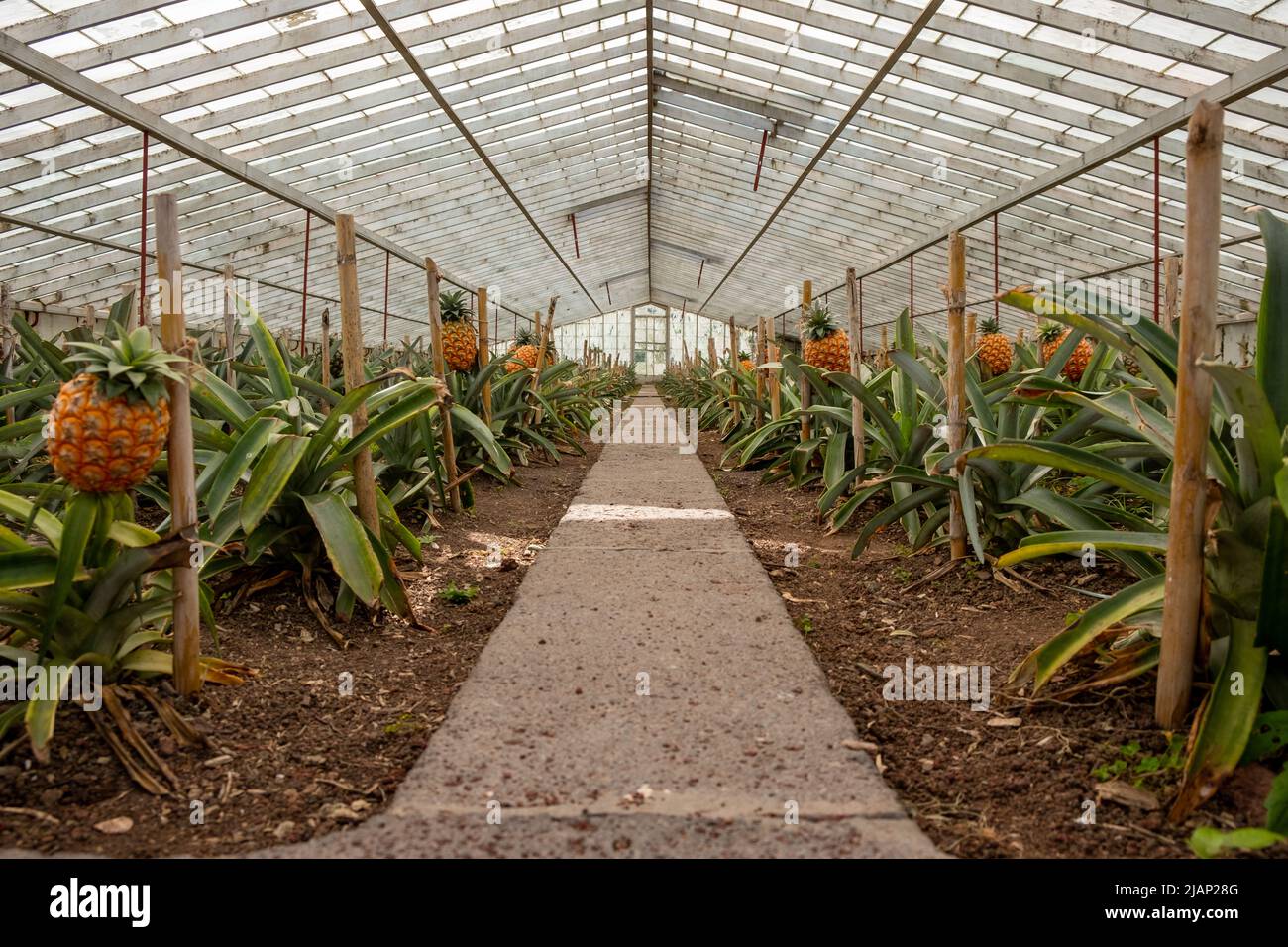 Traditionelle Ananas-Plantage im Gewächshaus der Azoren. Insel São Miguel im Archipel der Azoren. Stockfoto