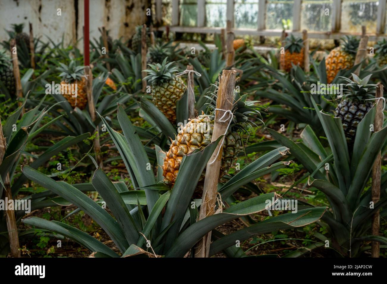 Ananas in der traditionellen Gewächshausplantage auf den Azoren. Eine Ananasfrucht im selektiven Fokus. Insel São Miguel im Archipel der Azoren. Stockfoto