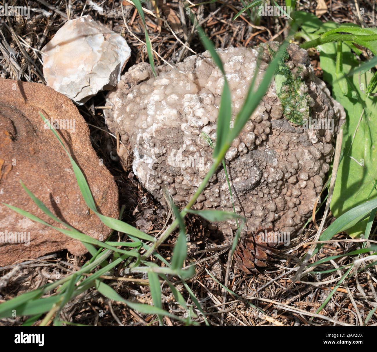 Sehen Sie Fossilgestein, das einen grün gehärteten Gesteinskörper eines Salamanders oder Frosches erleuchtet. Sehen Sie seinen Kopf und Körper auf dem grauen Felsen. Gefunden in Shell, WY. Stockfoto