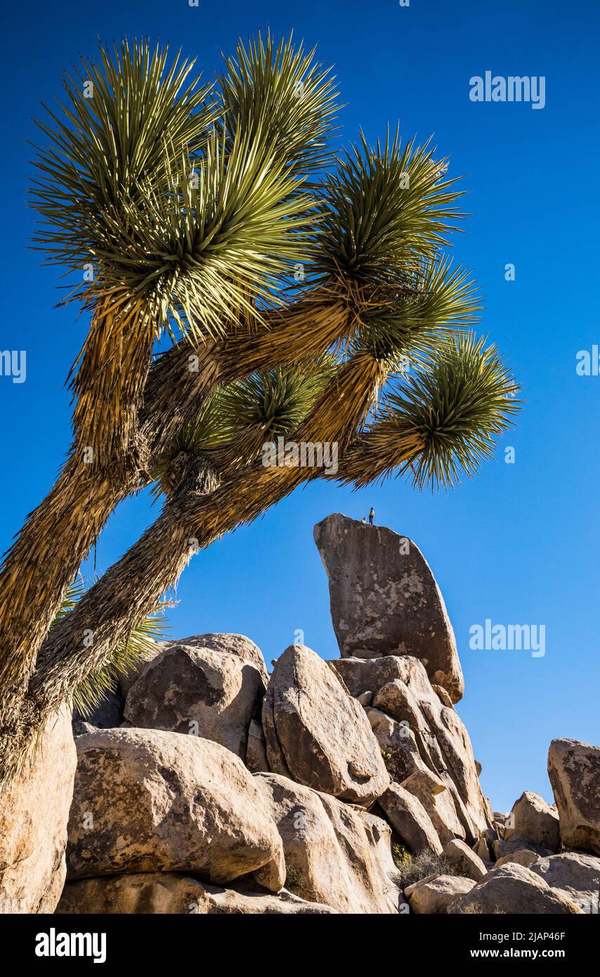 Felskletterer im Joshua Tree National Park auf dem Grabstein in der Nähe des Ryan Campground. Stockfoto