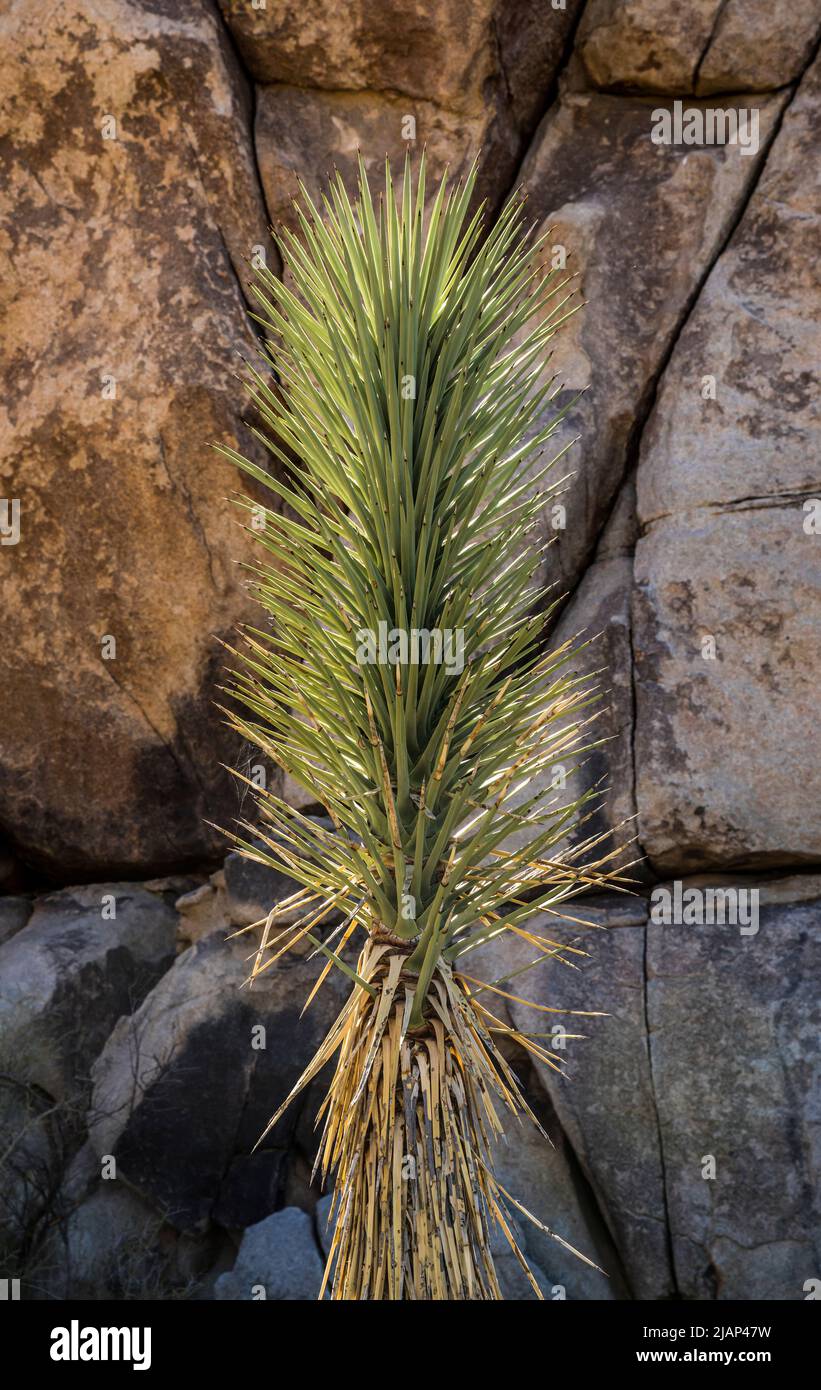 Ein Joshua Tree im Joshua Tree National Park gegen einige Felsen. Stockfoto
