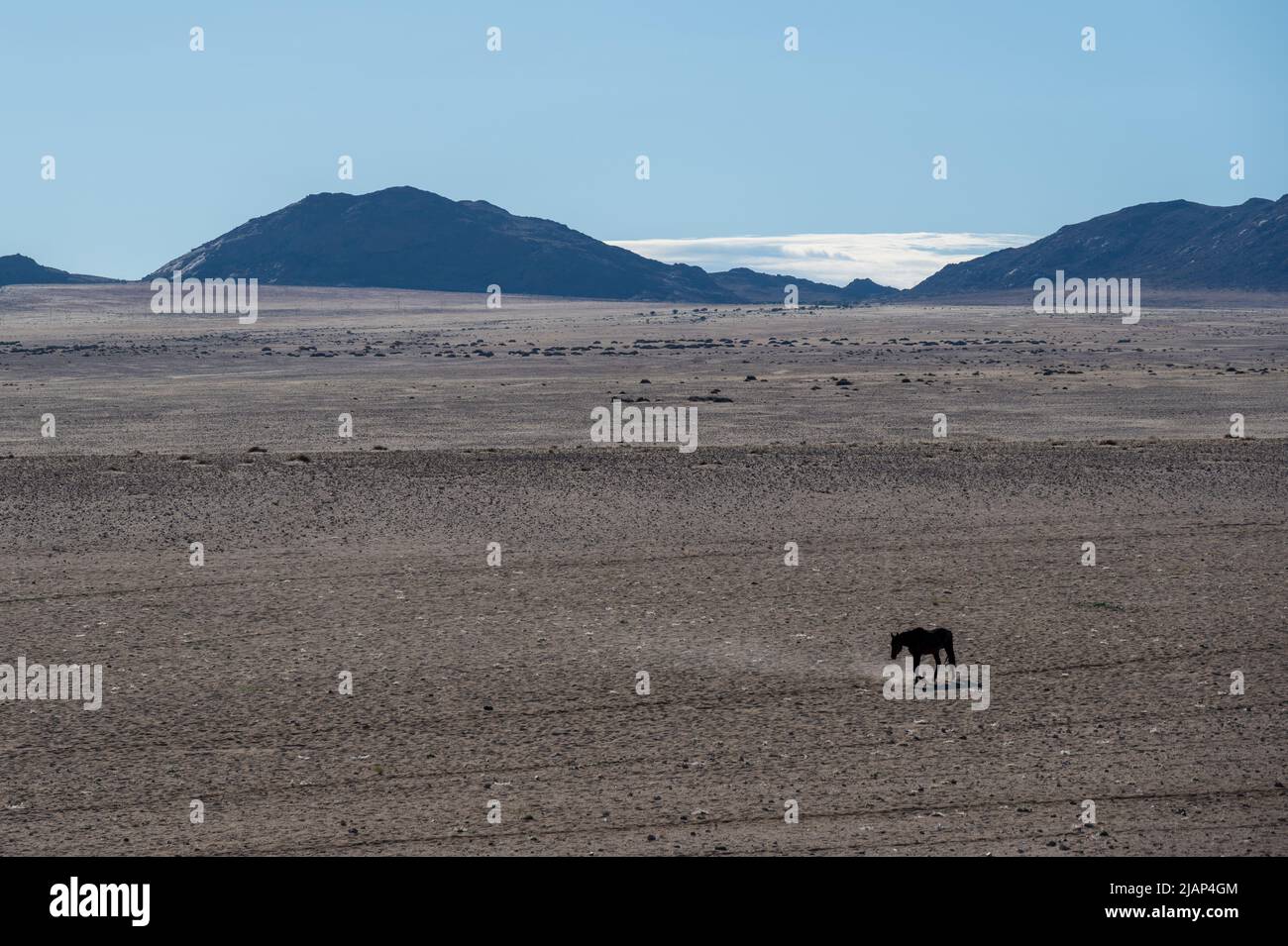 Wüstenpferde von garub in der namib-Wüste in namibia Stockfoto