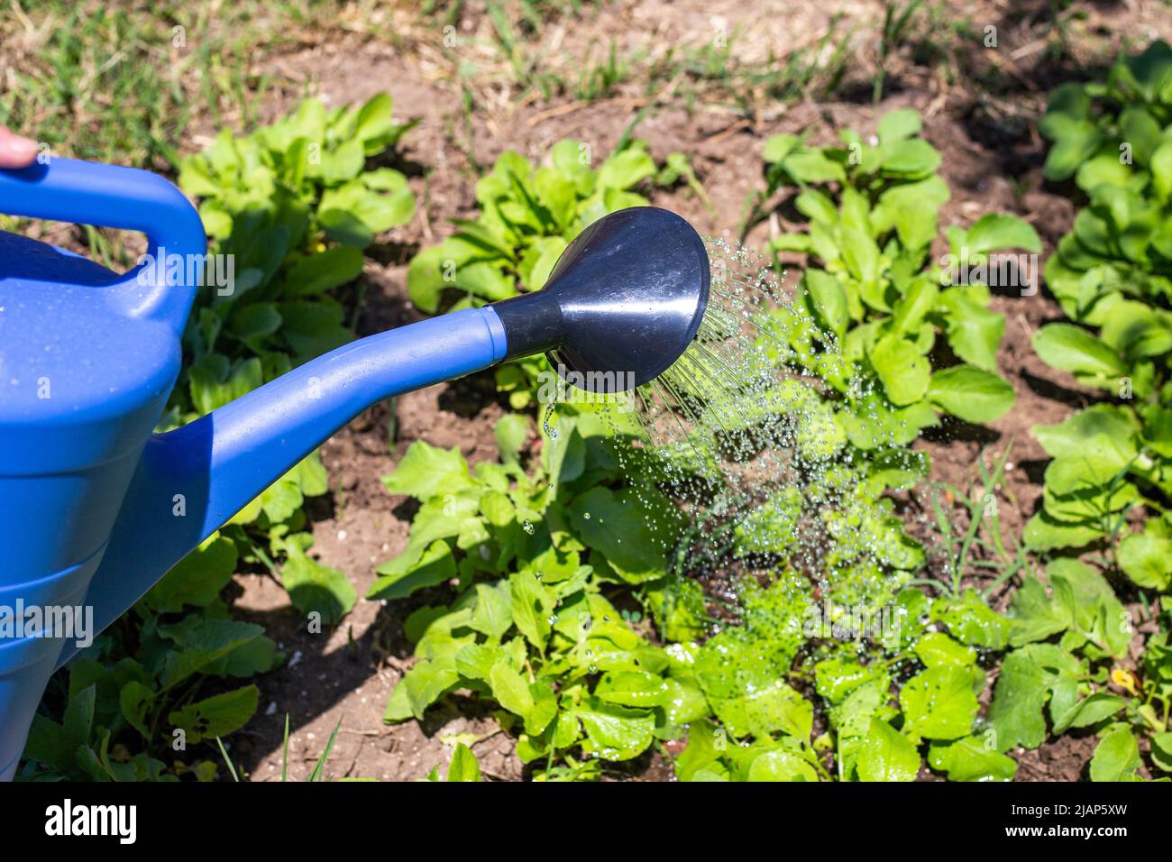 Bewässerung von Betten mit Radieschen aus einer Gießkannen. Gemüsepflanzen im Garten anbauen. Stockfoto