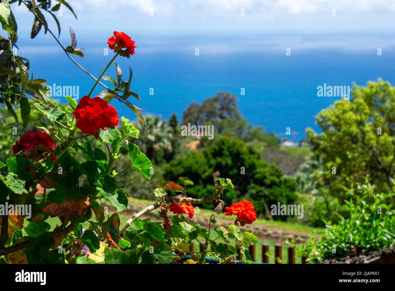 Rote Geranienblüten vor üppiger grüner Vegetation und dem Blau des Atlantischen Ozeans, in der Nähe von Funchal, Madeira. Platz für Kopie. Stockfoto