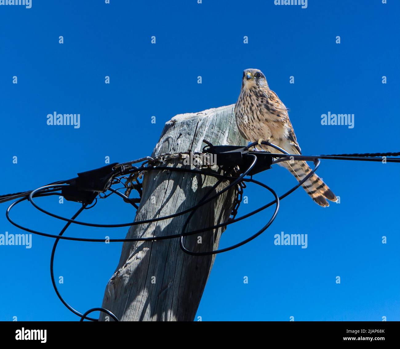 Ein junger Kestrel-Vogel, der auf Elektrokabeln mit einem klaren blauen Himmel im Hintergrund thront. Platz für Kopie. Stockfoto
