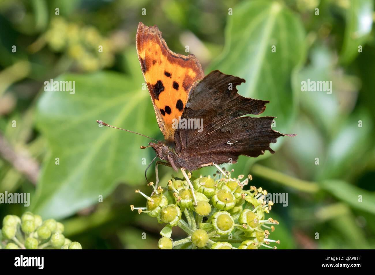 photinia red robin glanzmispel Glanzmispel Red Robin (Photinia x fraseri 'Red Robin') | 150-175 cm im Topf main image 1