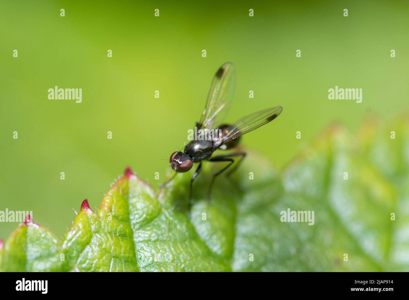 Eine unidentifizierte Fliege. Aufgenommen in Hawthorn, Seaham, Großbritannien. Stockfoto