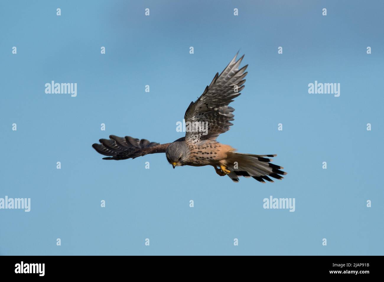 Ein Turmfalken (Falco tinnunculus) schwebt auf der Suche nach Beute. Aufgenommen am Hawthorn Quarry in der Nähe von Seaham, County Durham, Großbritannien Stockfoto