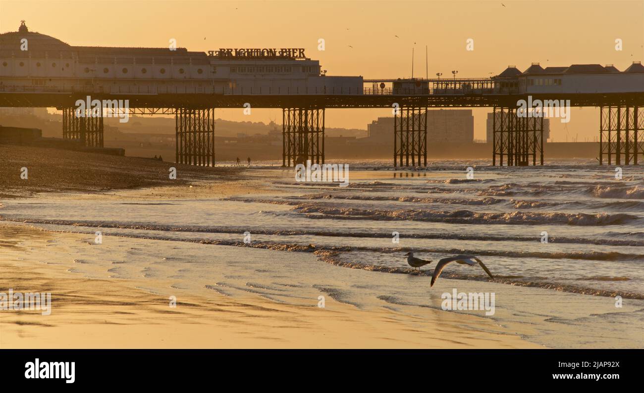 Dämmerung Silhouetten. Der Strand und Brighton / Palace Pier bei Ebbe. Brighton & Hove, East Sussex, England, Großbritannien. Möwen und freiliegender Sand. Stockfoto