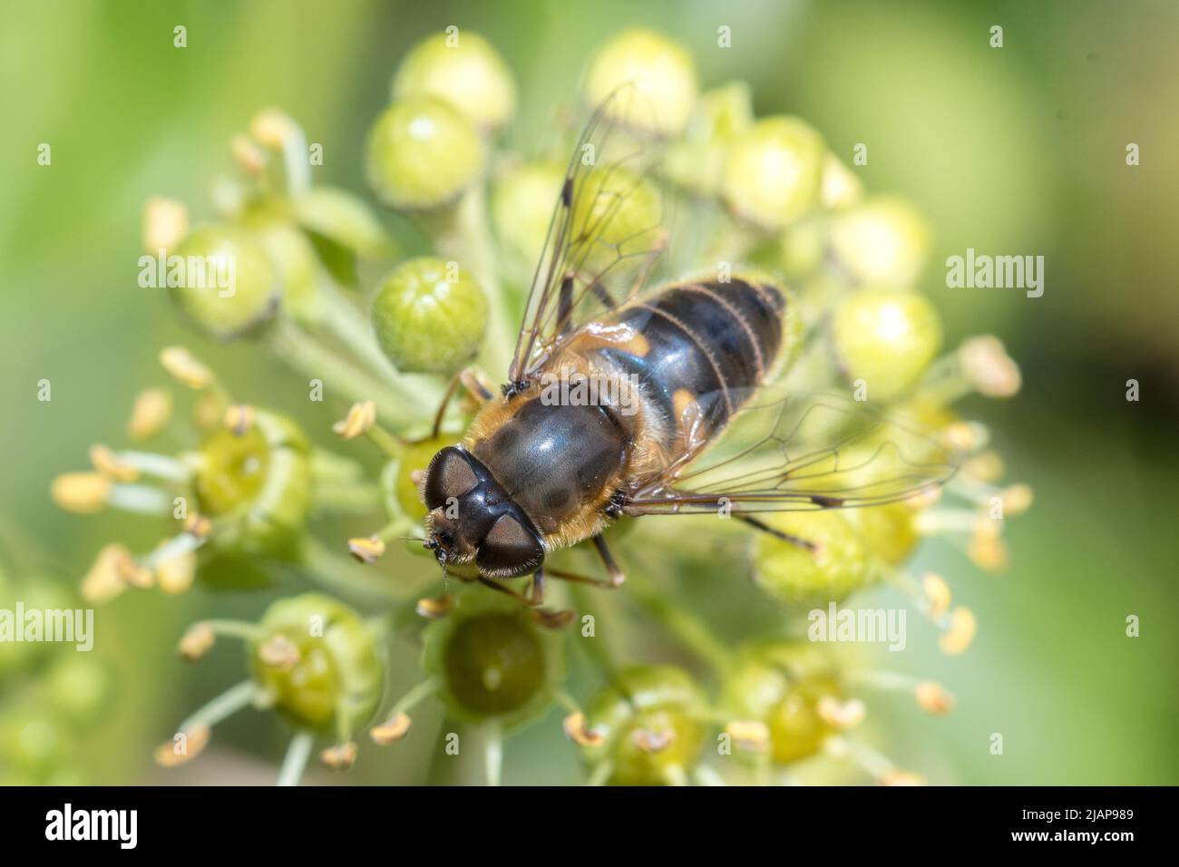 Eine Schwebefliege (Eristalis sp), die sich von Blumen ernährt. Aufgenommen in der Nähe von Nose's Point, Seaham, County Durham, Großbritannien Stockfoto